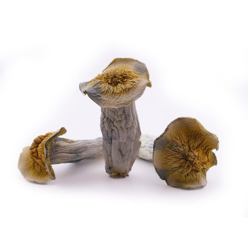 Albino Makilla mushrooms for sale online