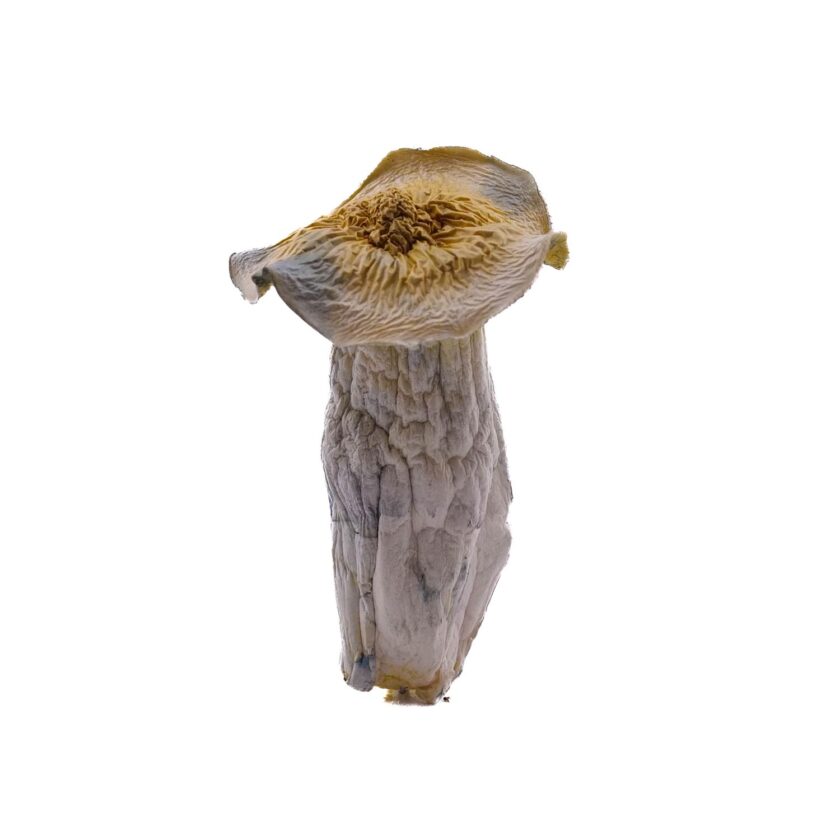 Albino Makilla mushrooms for sale online