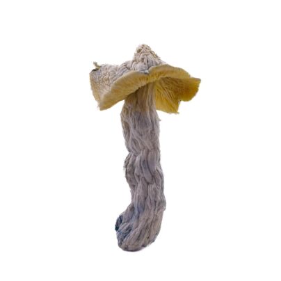 Ape mushrooms for sale online