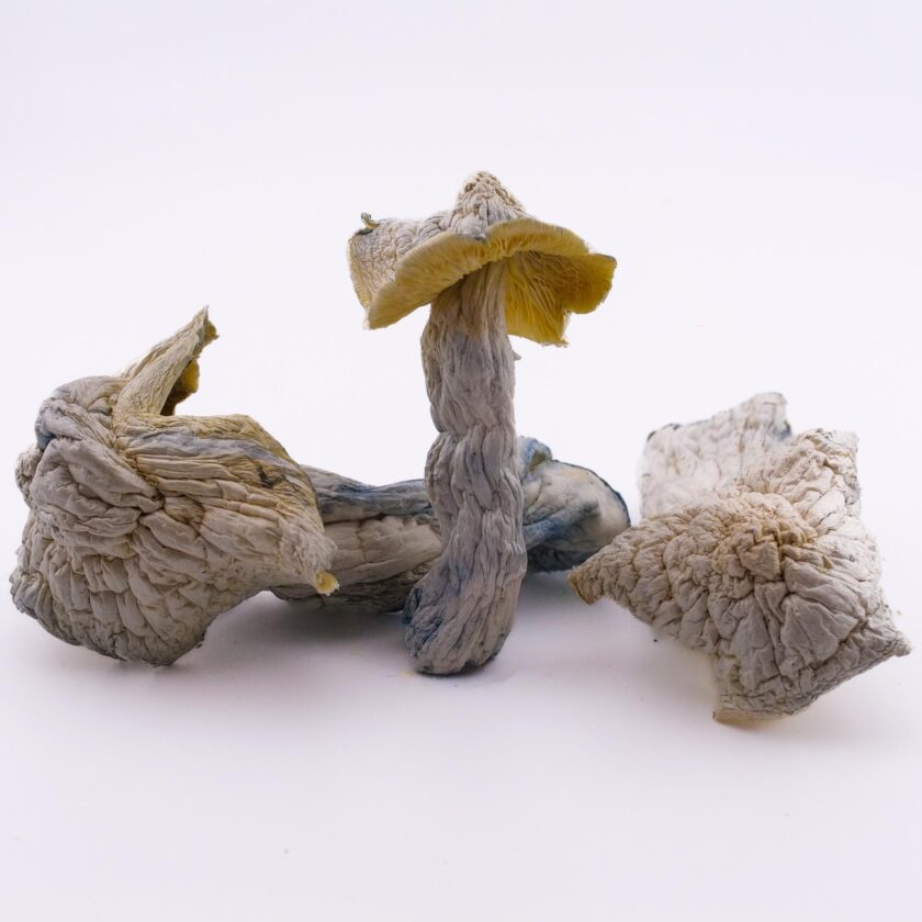 Lucid Gates Mushrooms for sale online