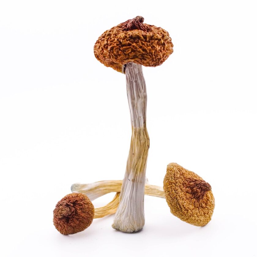 Golden Teacher buy online