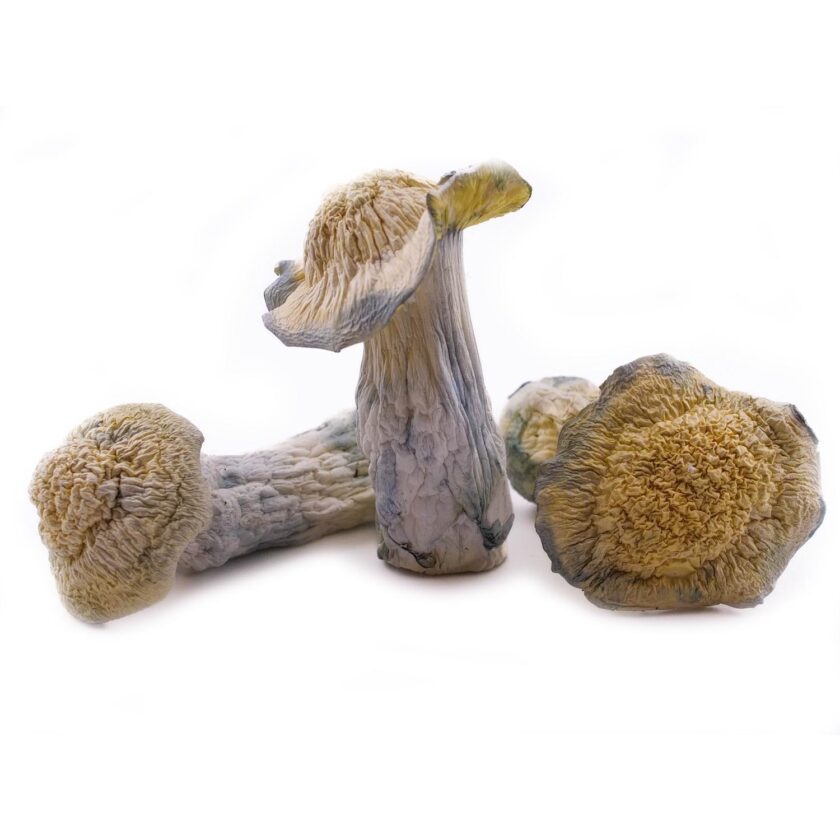 Great White Northern Mushrooms for sale online