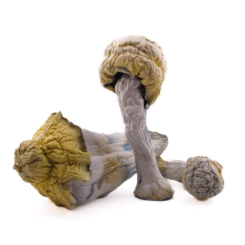 Nutcracker mushrooms for sale online