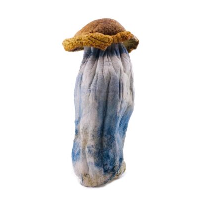 Penis Envy mushrooms buy online