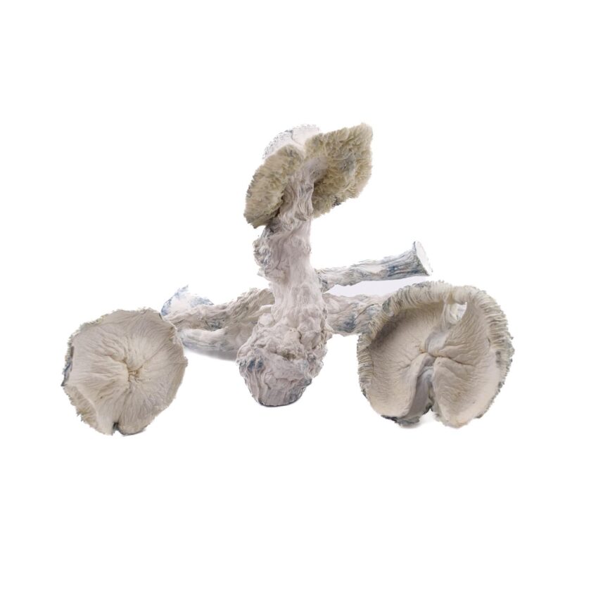 Storm Trooper Mushroom for sale