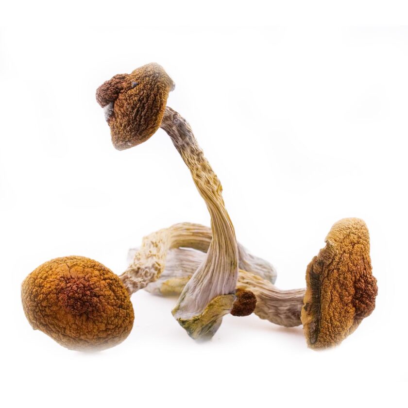 Lucid Gates Mushrooms for sale online