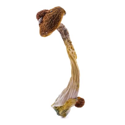 Lucid Gates Mushrooms for sale online