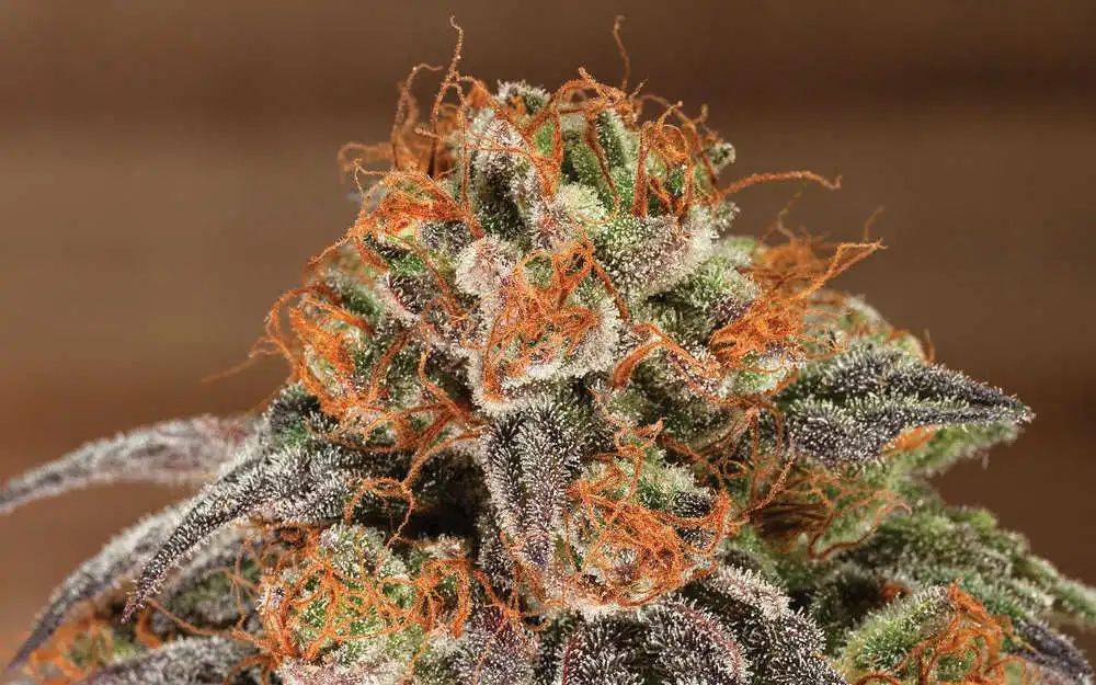 strongest weed