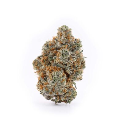 Red Congolese strain for sale