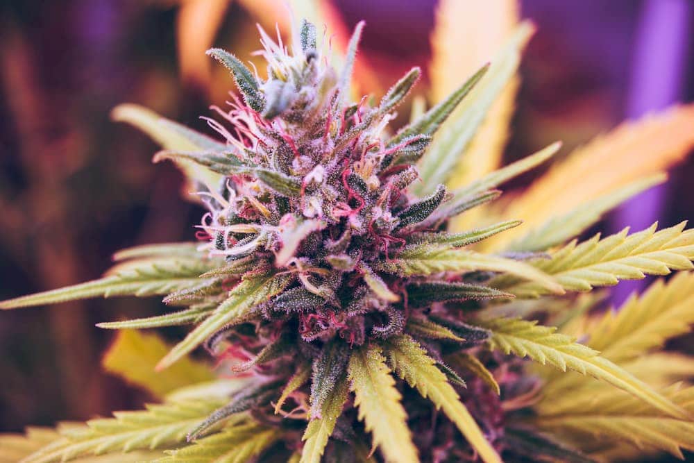 buy craft weed canada