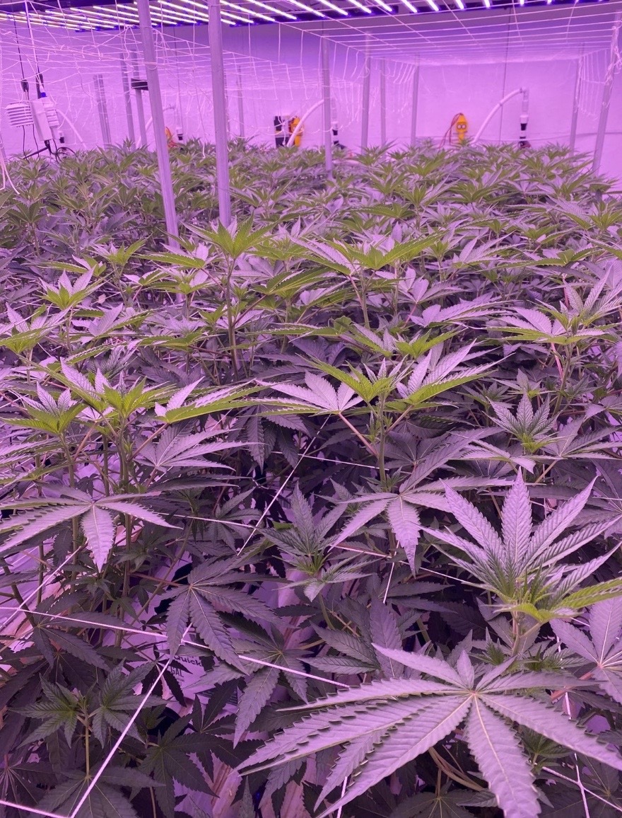craft weed grow room