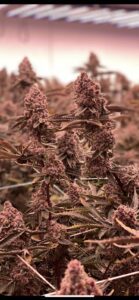 A craft weed grow of Super Buff Cherry