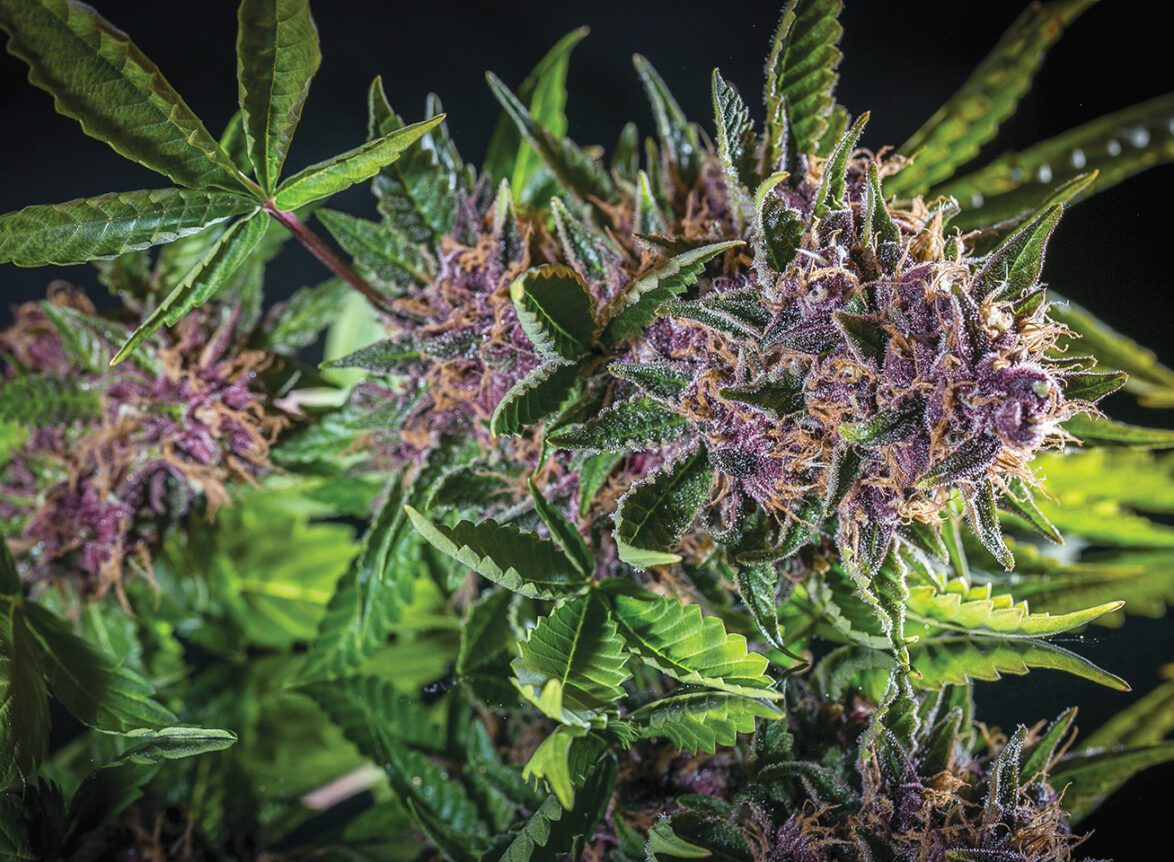 shop the best craft weed