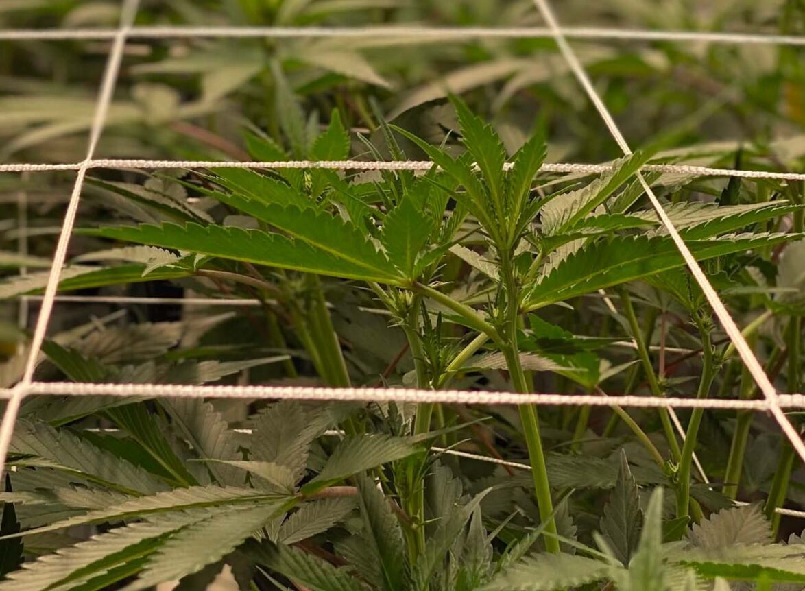 best craft weed grow operation