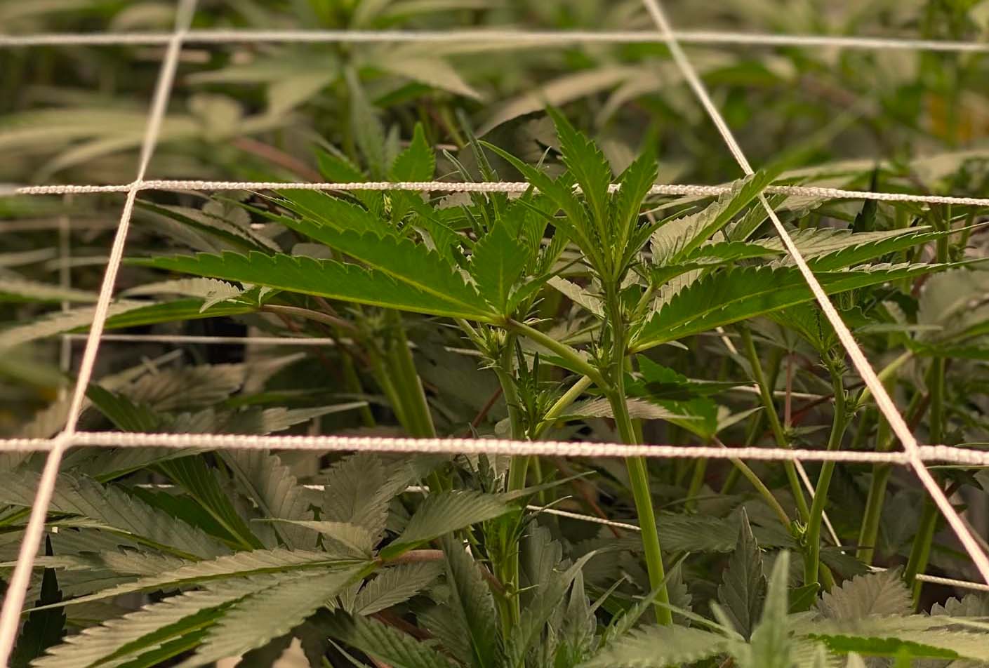 best craft weed grow operation