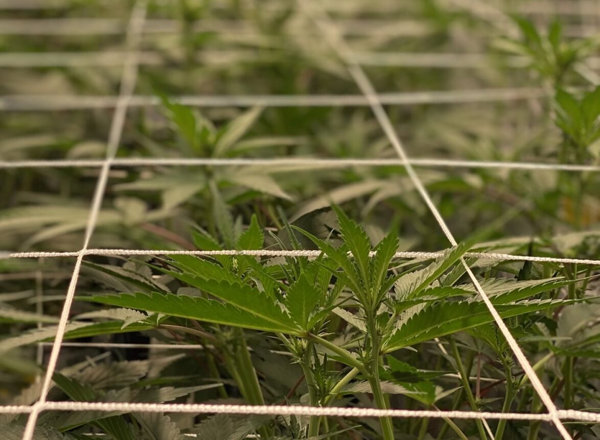 how to grow craft weed