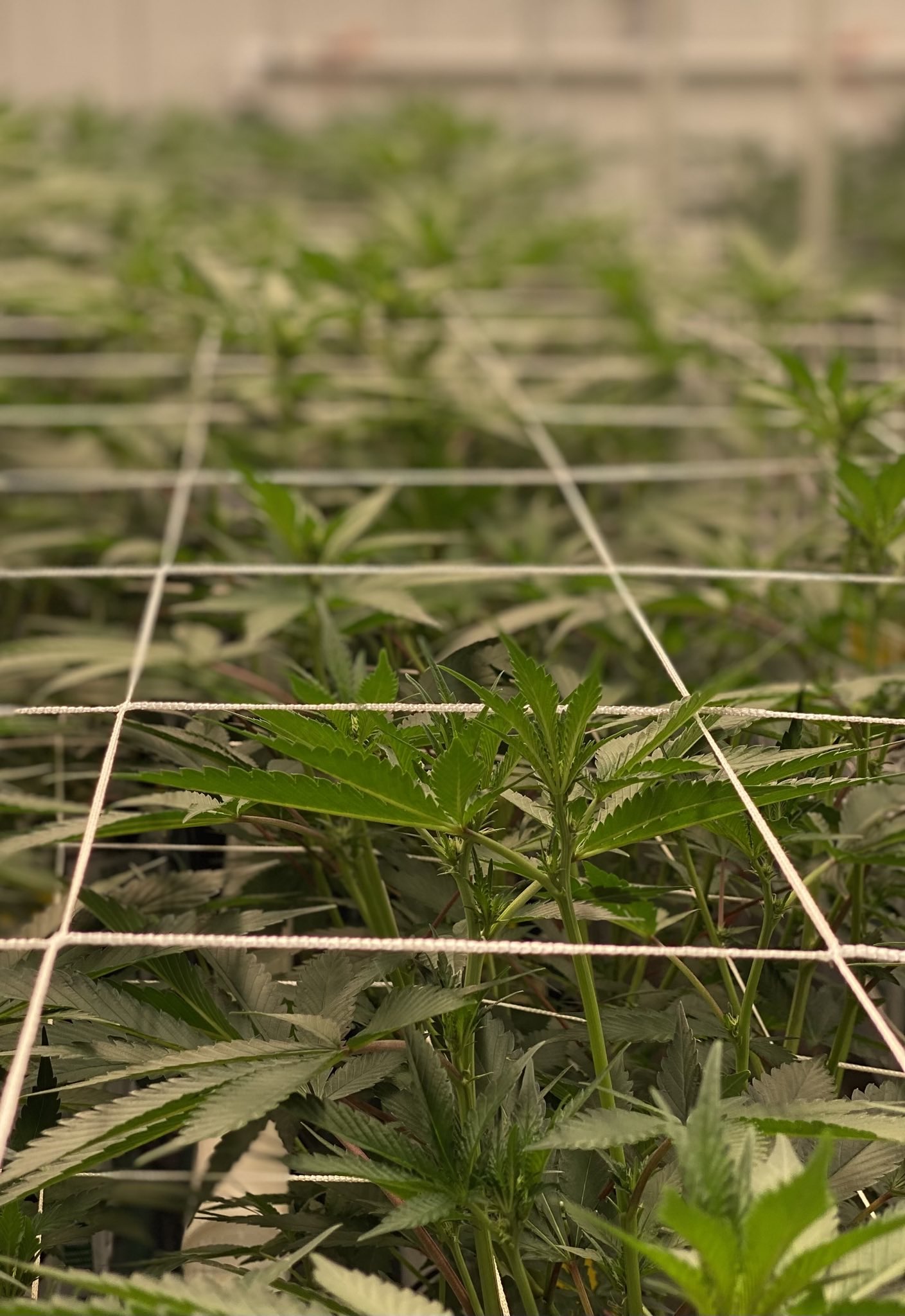 how to grow craft weed