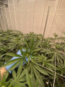 A Craft Weed Grow
