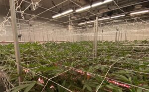 Wide Shot of Craft Weed Grown Room in Canada