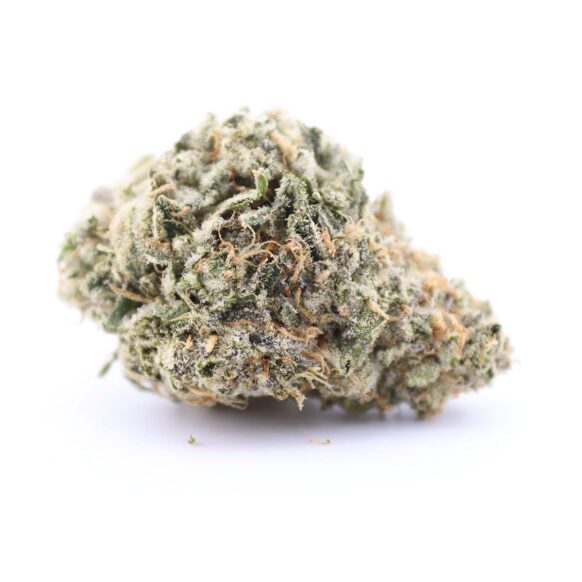 Blackout Bobby Indica AAA