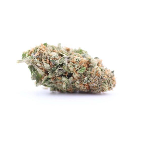 Gastro Pop buy online canada