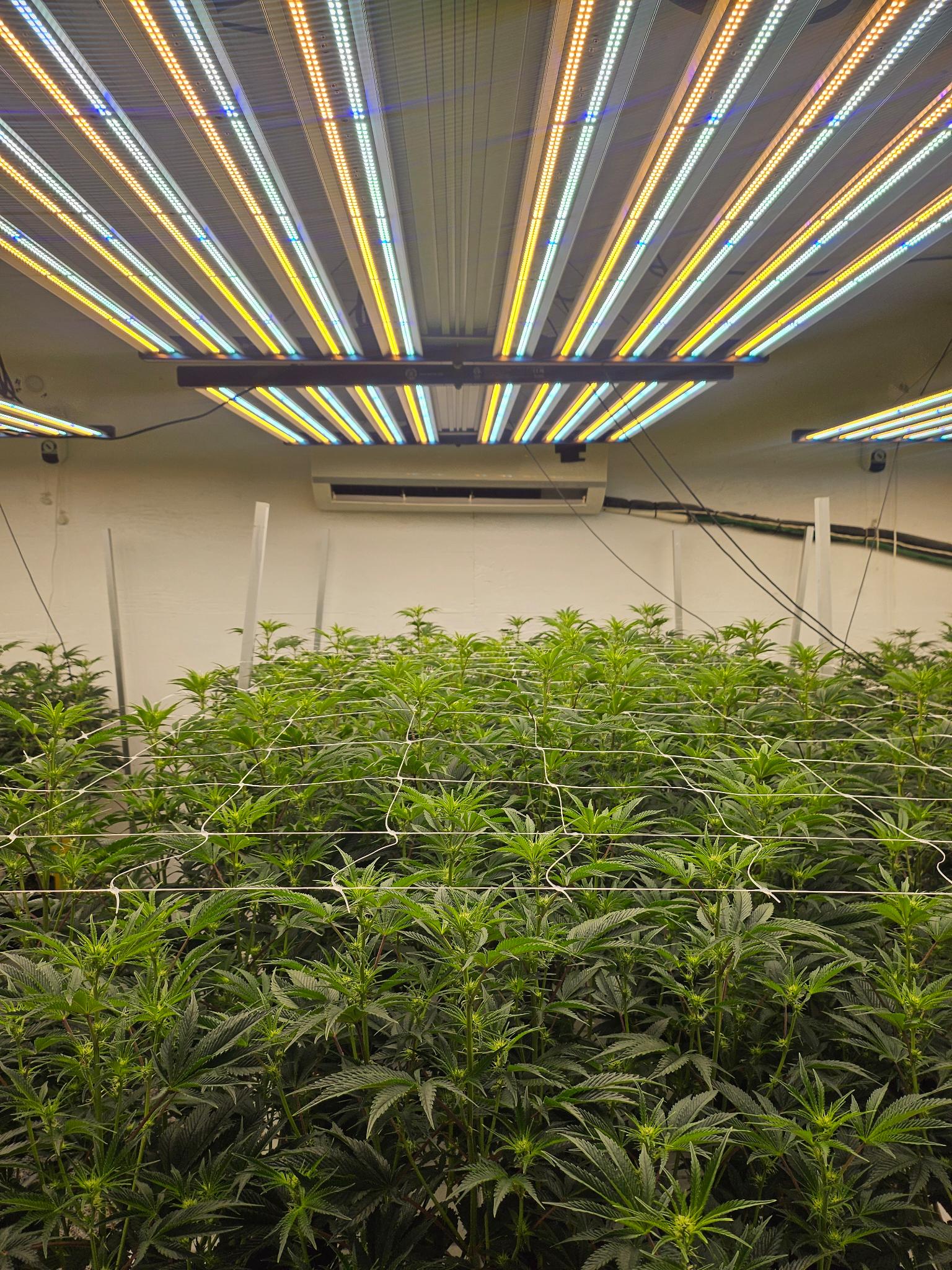 craft weed online canada