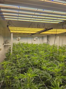 craft weed grow room