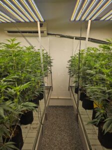 Growing Craft Weed in Canada
