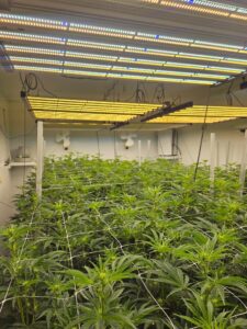 Craft Weed Grow