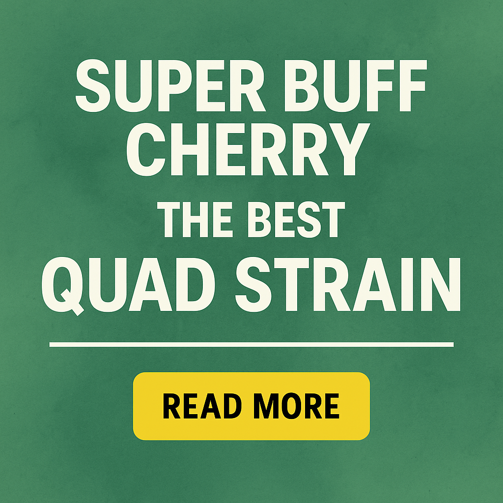 why super buff cherry is the best strain